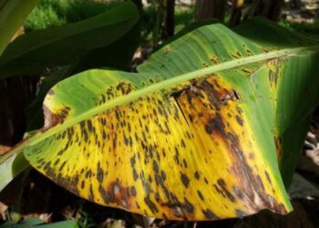 केळीवरील बुरशीजन्य आजाराचा असा रोखा प्रादुर्भाव… एकात्मिक पद्धतीने करा सिगाटोका रोगाचे नियंत्रण