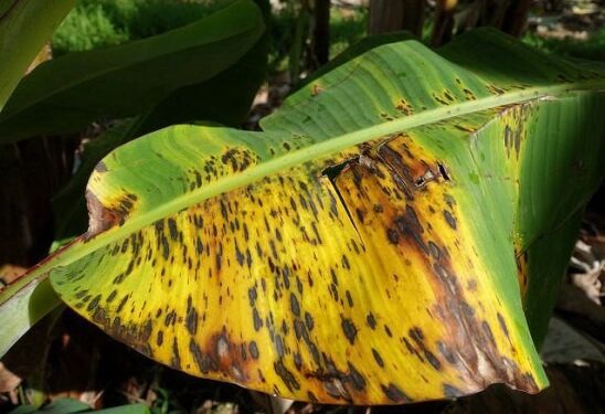 केळीवरील बुरशीजन्य आजाराचा असा रोखा प्रादुर्भाव… एकात्मिक पद्धतीने करा सिगाटोका रोगाचे नियंत्रण