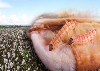 फरदड कापूस..! नको रे बाबा..! गुलाबी बोंड अळीच्या नियंत्रणासाठी अशी घ्या काळजी..