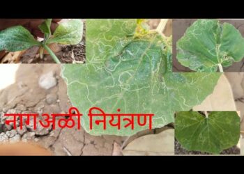 असा रोखा नागअळीचा प्रादुर्भाव… तज्ज्ञांच्या मार्गदर्शनाखाली करावे योग्य व्यवस्थापन