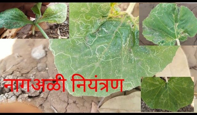 असा रोखा नागअळीचा प्रादुर्भाव… तज्ज्ञांच्या मार्गदर्शनाखाली करावे योग्य व्यवस्थापन