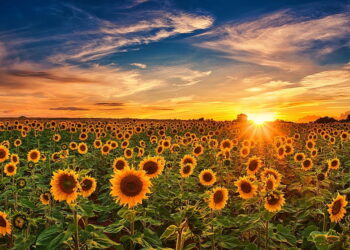 उन्हाळी सूर्यफुल लागवडीचे आधुनिक तंत्रज्ञान….