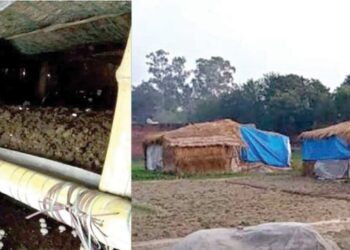 मशरूम शेतीमुळे खुलले भाग्य