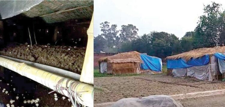 मशरूम शेतीमुळे खुलले भाग्य