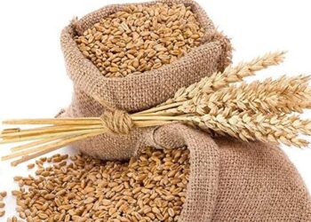 गहू निर्यातीने ओलांडला 872 दशलक्ष डॉलरचा टप्पा