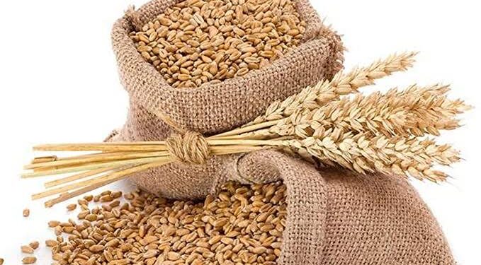 गहू निर्यातीने ओलांडला 872 दशलक्ष डॉलरचा टप्पा