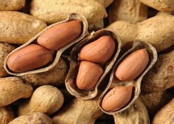 उन्हाळी भुईमुगाची करा लागवड… मिळवा खरीपापेक्षा दीडदुपटीने उत्पादन… असे करा व्यवस्थापन