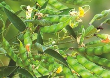 तोडणीवर आलेल्या तुरीच्या शेंगांची अशी घ्या काळजी..