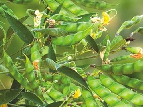 तोडणीवर आलेल्या तुरीच्या शेंगांची अशी घ्या काळजी..