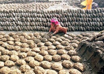 शेणखताच्या वापरातून वाढवा उत्पादन… चांगले कुजलेले खत शेतात टाकल्याने असा होतो फायदा