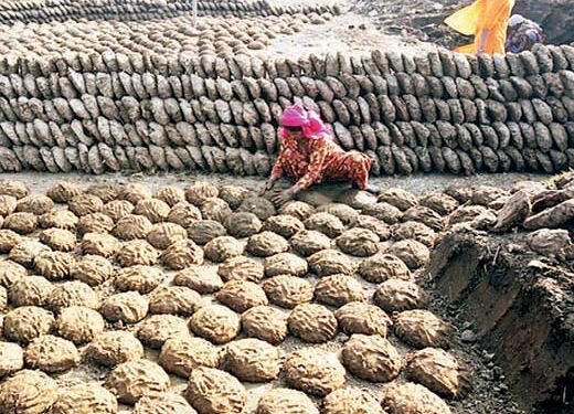 शेणखताच्या वापरातून वाढवा उत्पादन… चांगले कुजलेले खत शेतात टाकल्याने असा होतो फायदा