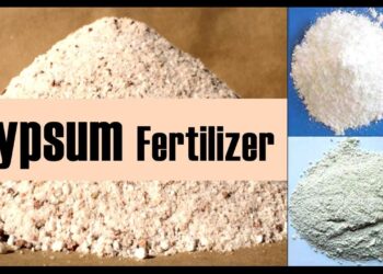 कशामुळे वाढते जमिनीची सुपिकता… जाणून घ्या अशा खताबद्दल माहिती