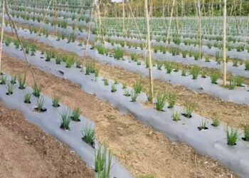 मल्चिंग पेपरच्या वापरातून वाढतेय कांद्यांचे उत्पादन… जाणून घ्या सविस्तर माहिती