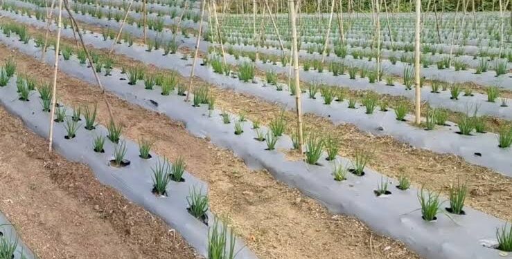 मल्चिंग पेपरच्या वापरातून वाढतेय कांद्यांचे उत्पादन… जाणून घ्या सविस्तर माहिती