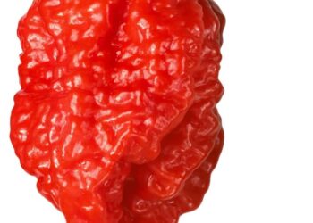 या आहेत जगातील सर्वांत तिखट मिरच्या…! दोन फूट लांबूनही डोळ्यात होते जळजळ..!