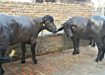 वाढत्या उष्णतेचा म्हशींवर प्रतिकूल परिणाम.. दूध उत्पादनही होते कमी.. अशी घ्या काळजी..