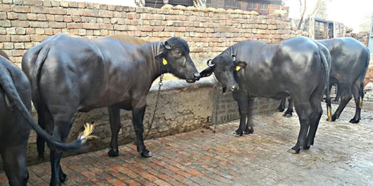 वाढत्या उष्णतेचा म्हशींवर प्रतिकूल परिणाम.. दूध उत्पादनही होते कमी.. अशी घ्या काळजी..