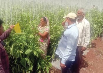 ढोबळी मिरचीचे एकरी चौदा लाखांचे उत्पन्न लोंढे येथील कोकीळाबाई पाटील यांच्या कर्तृत्वाची भरारी