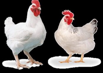 उन्हाळ्यात अशी घ्या कोंबड्यांची काळजी..