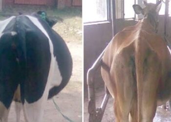 जनावरांना पचनाचे होणारे महत्त्वाचे आजार आणि उपचार