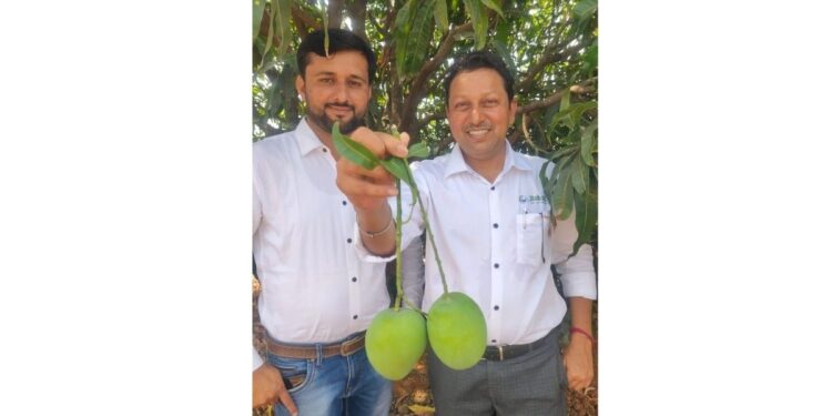 होय… अॅग्रोवर्ल्डची टीम आपल्यासाठी थेट कोकणातील हापूस बागेत… 🥭