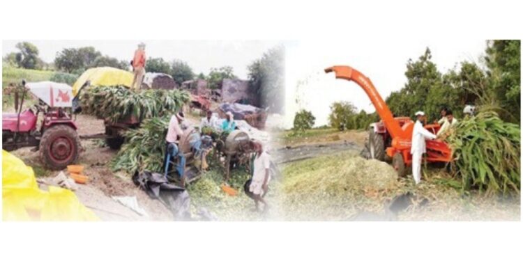 चारा टंचाईवर कमी खर्चाचे निर्मिती तंत्र – मुरघास