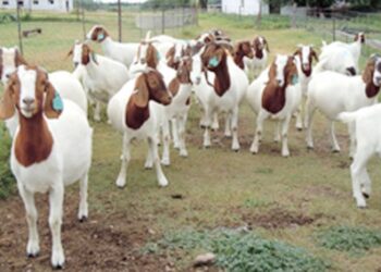 उन्हाळ्यात शेळ्यांची घ्यावयाची काळजी..