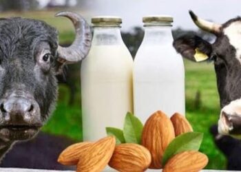 दूध उत्पादकांसाठी आनंदाची बातमी.. म्हशीच्या दूध दरात वाढ..