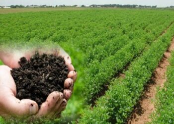 सेंद्रीय शेतीवर 50 हजारांची मदत शिवाय ‘या’ दोन योजनांचाही मिळणार लाभ..; सेंद्रिय निर्यातीतही 6 पट वाढ