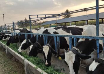 पावसाळ्यात पशुपालकांनी जनावरांची घ्यावयाची काळजी:भाग-२