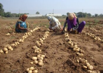 बटाट्याचे 90 दिवसात तयार होणारे वाण विकसित; गहू-तांदूळ हंगामादरम्यान घेता येईल तिसरे पीक