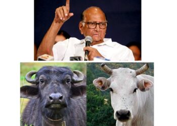 शरद पवार ग्रामसमृध्दी योजनेतून जनावरांच्या गोठ्यासाठी मिळवा राज्य सरकारचे अनुदान; कसा करायचा अर्ज, कसे मिळवायचे अनुदान संपूर्ण माहिती जाणून घ्या