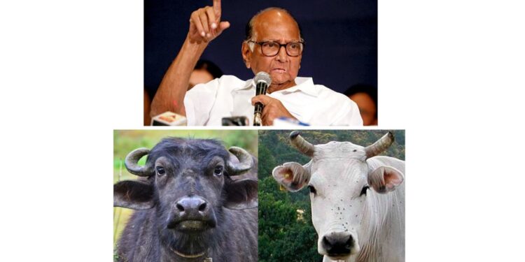 शरद पवार ग्रामसमृध्दी योजनेतून जनावरांच्या गोठ्यासाठी मिळवा राज्य सरकारचे अनुदान; कसा करायचा अर्ज, कसे मिळवायचे अनुदान संपूर्ण माहिती जाणून घ्या