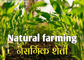 भारतात वाढतेय नैसर्गिक शेती; अन्न सुरक्षेला बाधा न आणता 2030 पर्यंत 30% कृषिक्षेत्रात “नॅचरल फार्मिंग”चा अंदाज