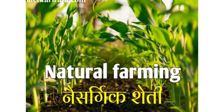भारतात वाढतेय नैसर्गिक शेती; अन्न सुरक्षेला बाधा न आणता 2030 पर्यंत 30% कृषिक्षेत्रात “नॅचरल फार्मिंग”चा अंदाज