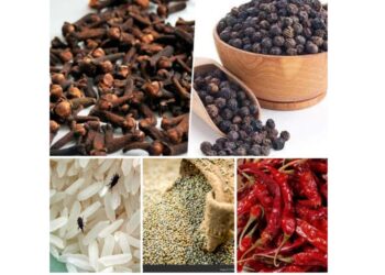 घरातील धान्याला लागणाऱ्या किडींपासून मुक्तता हवी आहे…?? काळजी करू नका.. हा घरघुती उपाय करा व धान्य सुरक्षित ठेवा..