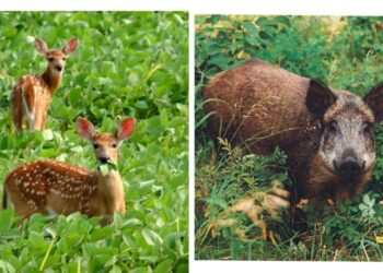 रानडुक्कर, हरिण, निलगाय, माकड वैगेरे वन्यप्राण्यांपासून मनुष्य, पशुधन, शेतपीकाला किंवा फळबागांना नुकसान झाल्यास मिळवा सरकारकडून भरपाई