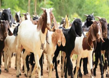 रोजगार निर्मितीसाठी ; शेळी समूह योजना