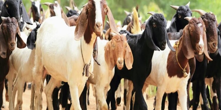 रोजगार निर्मितीसाठी ; शेळी समूह योजना