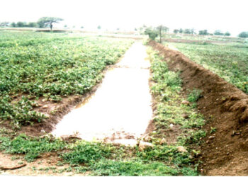 शेतीचा बांध कोरल्यास खरोखरच पाच वर्षे शिक्षा होऊ शकते का? काय आहे सत्य? महसूल कायद्यातील तरतूद जाणून घ्या