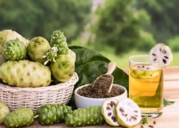 हर्बल फार्मिंग : कलियुगातील संजीवनी असलेल्या नोनी फळाच्या व्यावसायिक शेतीतून कमवा बंपर पैसे, प्रक्रियेतून मिळेल Best A1 नफा