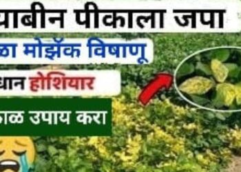 सावधान..! सोयाबीन पीकावर पिवळा मोझॅक विषाणू..; असे करा व्यवस्थापन..