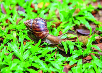 मराठवाड्यातील पिकांवर गोगलगायीचे संकट; धनंजय मुंडे यांनी केली नुकसानभरपाईची मागणी