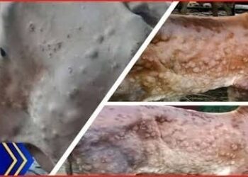 लम्पी स्कीन