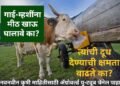 गाई-म्हशींना मीठ खाऊ घातल्याने त्यांची दूध देण्याची क्षमता खरोखरच वाढते का? जाणून घ्या याविषयी सारं काही …