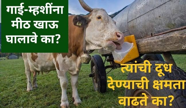गाई-म्हशींना मीठ खाऊ घातल्याने त्यांची दूध देण्याची क्षमता खरोखरच वाढते का? जाणून घ्या याविषयी सारं काही …