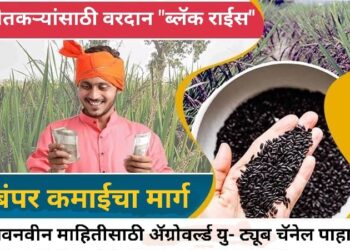500 रुपये किलोने विकला जाणारा काळा तांदूळ शेतकऱ्यांना बनवेल करोडपती, जाणून घ्या त्याविषयी सारे काही…