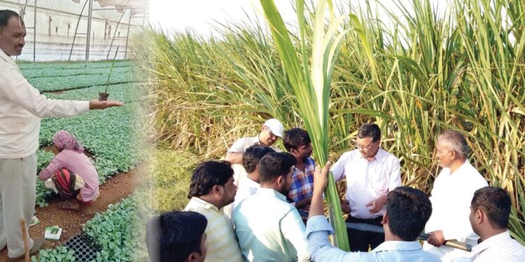 आधुनिक शेती जाधव कुटुंब इगतपुरी नाशिक