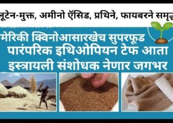 अमेरिकी क्विनोआसारखेच पारंपरिक इथिओपियन सुपरफूड टेफ आता इस्त्रायली संशोधक नेणार जगभर; No.1 Health Food