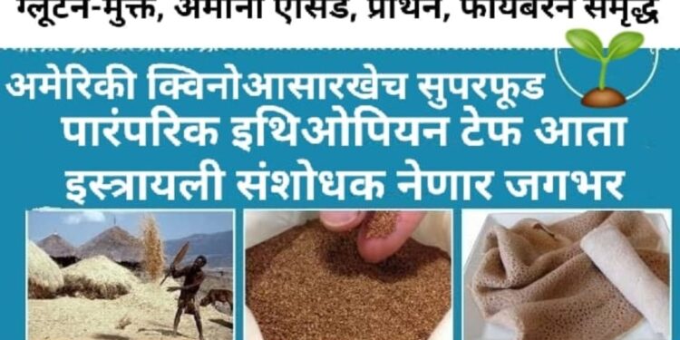 अमेरिकी क्विनोआसारखेच पारंपरिक इथिओपियन सुपरफूड टेफ आता इस्त्रायली संशोधक नेणार जगभर; No.1 Health Food